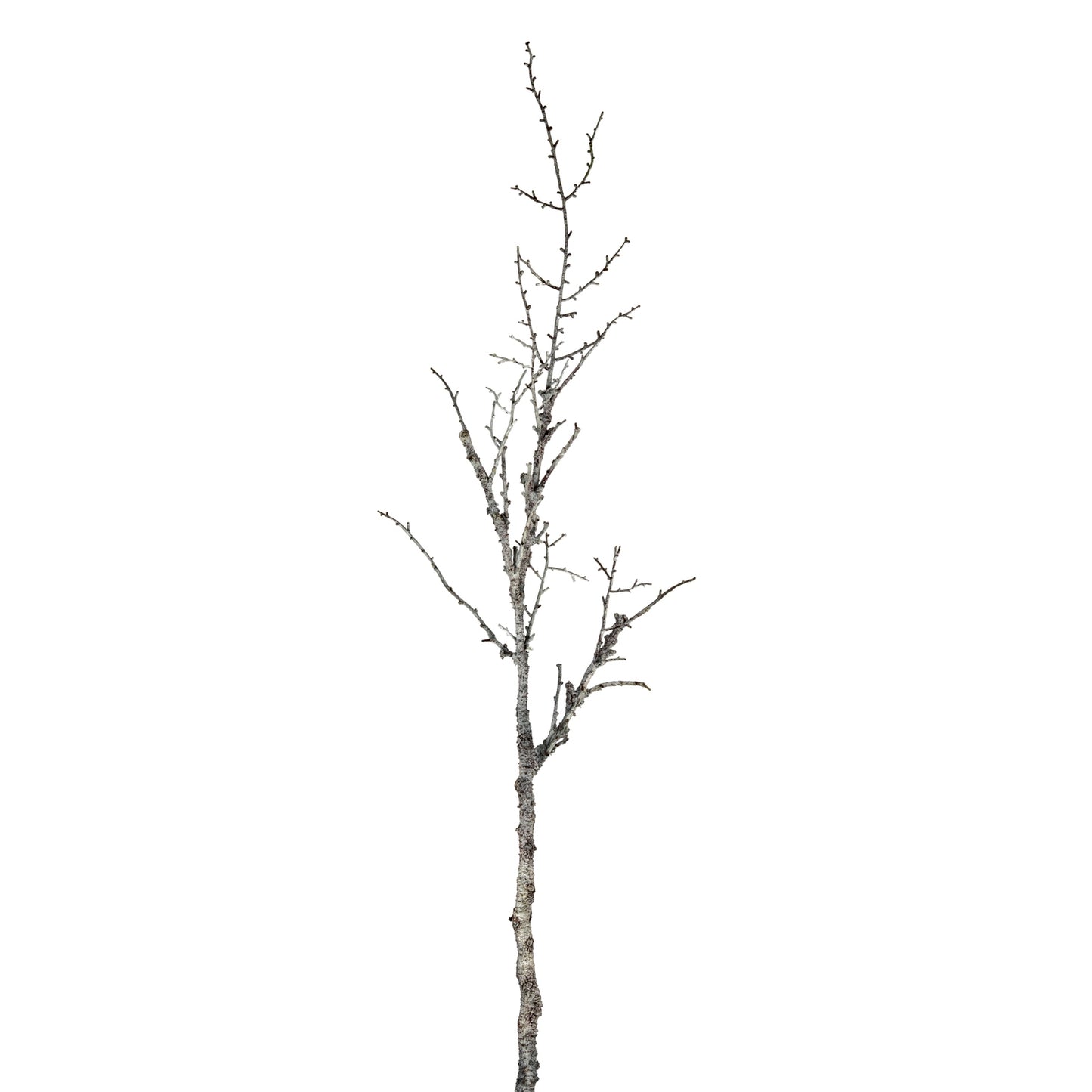 Snowy Winter Woodland Branch - 0.1300