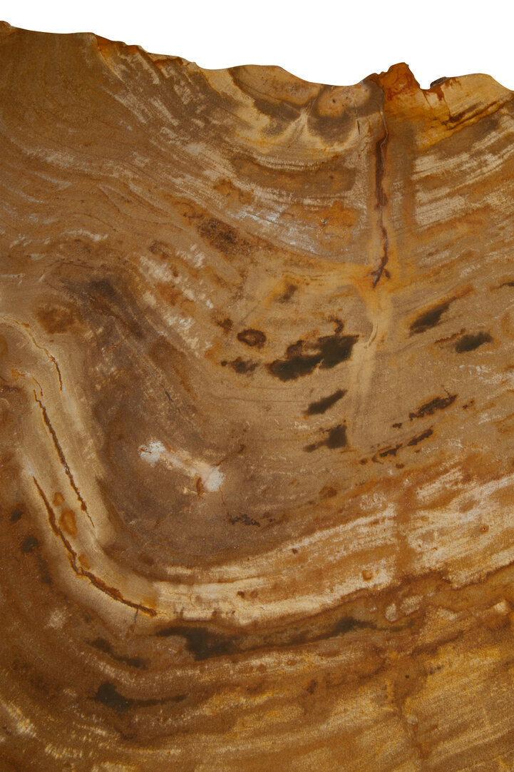 Artifact Small Petrified Wood Side Table