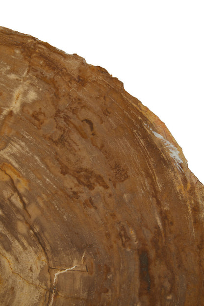Artifact Medium Petrified Wood Side Table
