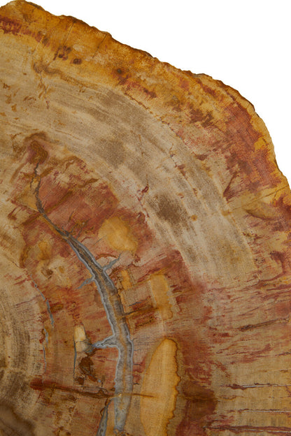 Artifact Large Petrified Wood Side Table