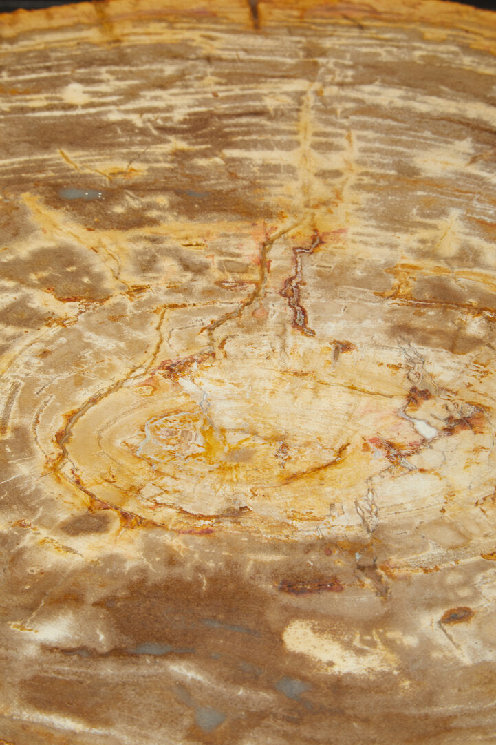 Artifact Natural Petrified Wood Coffee Table