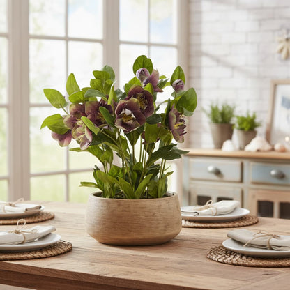 Deep Plum Hellebore Plant In Taupe Pot
