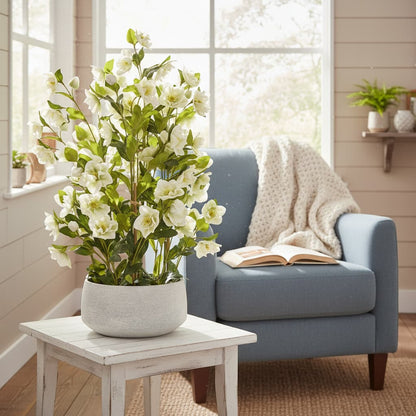 Large White Hellebore In Grey Pot