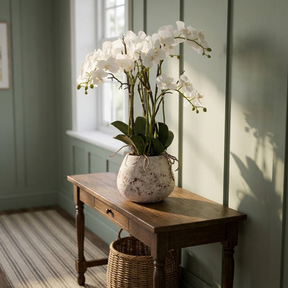 Large Stone Potted Orchid With Roots